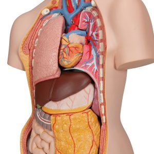 Classic torso met opengewerkte rug, 18-delig