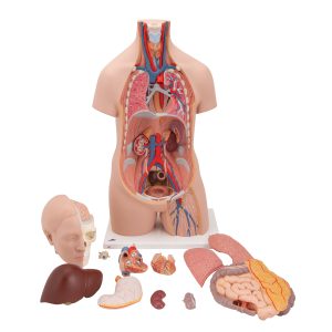 Classic unisex torso, 12-delig rompmodel