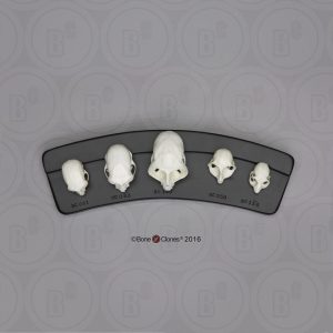 Kleine Primaten Schedel Set (5 stuks)