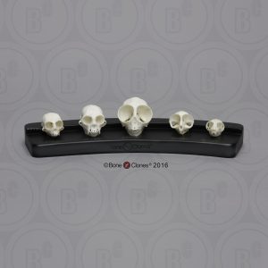 Kleine Primaten Schedel Set (5 stuks)