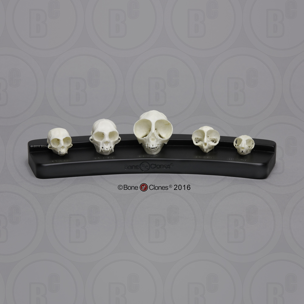 Kleine Primaten Schedel Set (5 stuks)