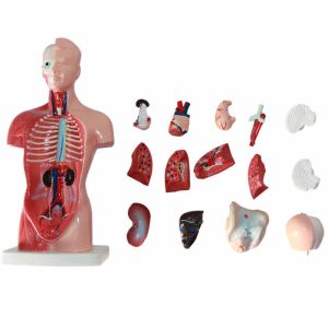 Torso Menselijk Lichaam Klein, 26 cm, 15-delig