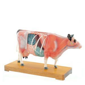 Acupunctuur Model Koe