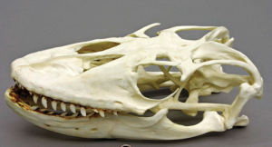Komodovaraan Schedel