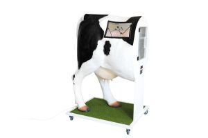 Kunstmatige Inseminatie Simulator Koe