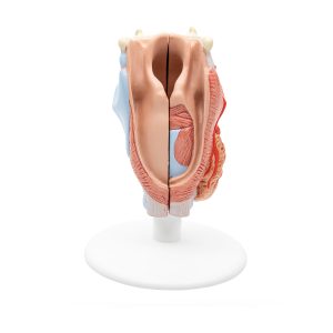 Larynx / Strottenhoofd, 2-delig