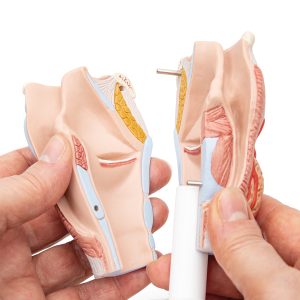 Larynx / Strottenhoofd, 2-delig