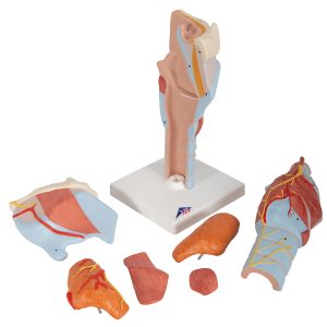 Larynx / Strottenhoofd, 2x ware grootte, 7-delig