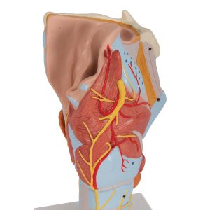Larynx / Strottenhoofd, 2x ware grootte, 7-delig