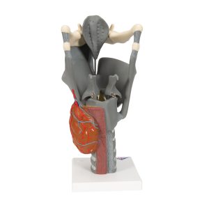 Functioneel Strottenhoofd, larynx, 2.5x vergroot