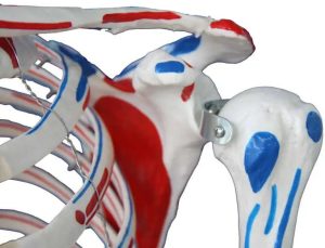 Levensgroot Menselijk Skelet Model met Ligamenten en Spieraanhechtingen