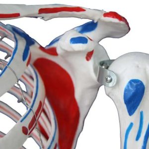 Levensgroot Menselijk Skelet Model met Ligamenten en Spieraanhechtingen