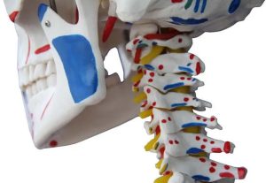 Levensgroot Menselijk Skelet Model met Ligamenten en Spieraanhechtingen