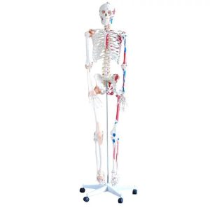 Levensgroot Menselijk Skelet Model met Ligamenten en Spieraanhechtingen