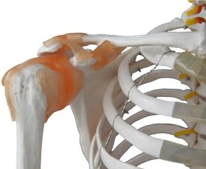 Levensgroot Menselijk Skelet Model met Ligamenten en Spieraanhechtingen