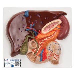 Lever met galblaas, Pancreas en Duodenum