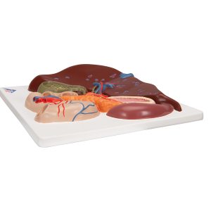 Lever met galblaas, Pancreas en Duodenum
