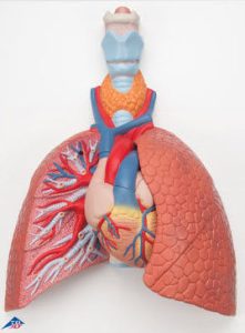 Long model met larynx, 5-delig