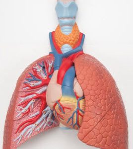 Long model met larynx, 5-delig