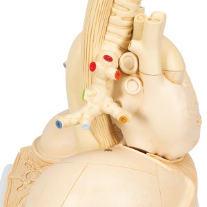 Gesegmenteerd Longmodel