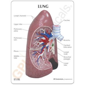 Rechter long