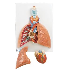 Long model met larynx, 5-delig
