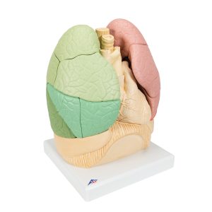 Gesegmenteerd Longmodel