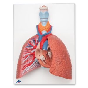 Long model met larynx, 5-delig