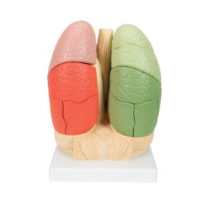 Gesegmenteerd Longmodel