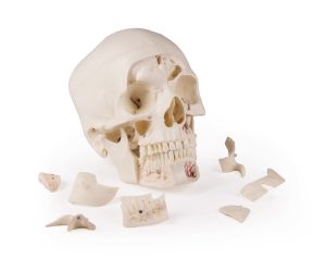 Anatomie Model Schedel Deluxe, 14-delig