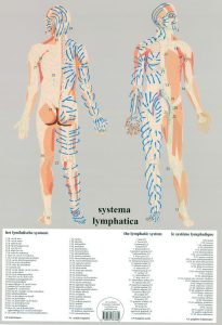 Lymfatisch Systeem Poster A2 Nederlands
