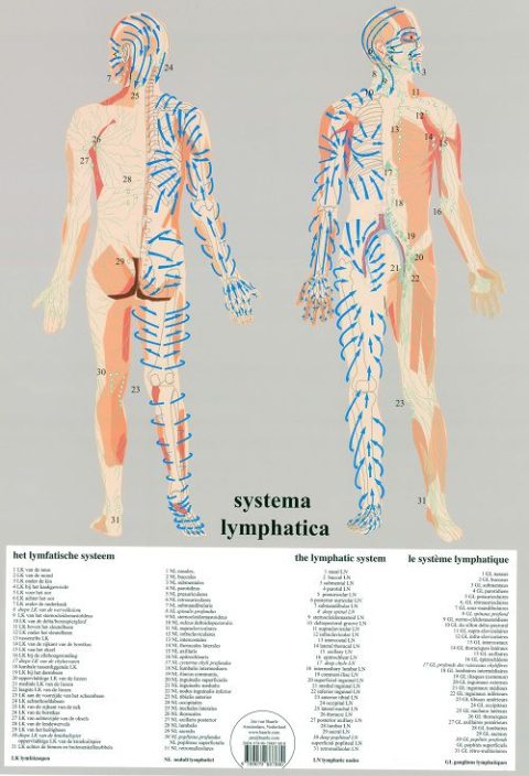 Lymfatisch Systeem Poster A2 Nederlands