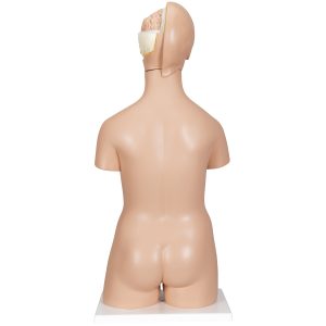 Deluxe man/vrouw torso, 20 delig rompmodel