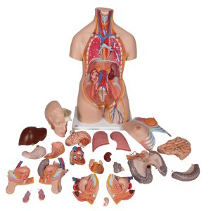 Deluxe man/vrouw torso, 24 delig rompmodel