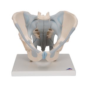 Mannelijk Bekkenmodel met Ligamenten
