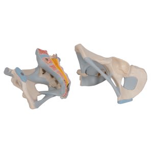 Mannelijk Bekkenmodel met Ligamenten