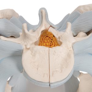 Mannelijk Bekkenmodel met Ligamenten
