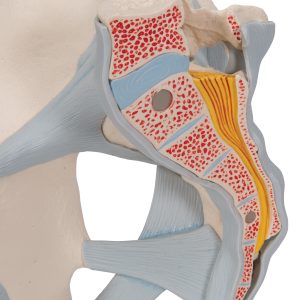 Mannelijk Bekkenmodel met Ligamenten