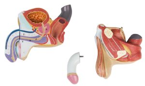 Anatomisch Model Mannelijke Geslachtsorganen, 4-delig
