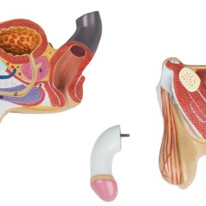 Anatomisch Model Mannelijke Geslachtsorganen, 4-delig