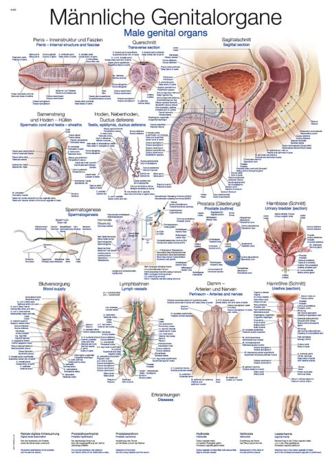 Mannelijke Geslachtsorganen Poster