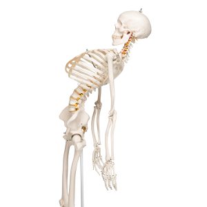 Flexibel Skelet Fred