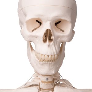 Skeletmodel met Ligamenten