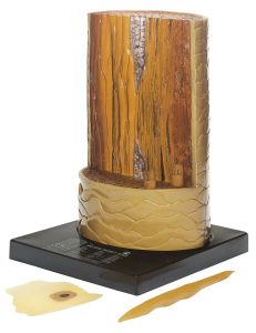 Mensenhaar Model