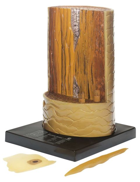 Mensenhaar Model