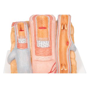 Micro anatomie slagader en ader