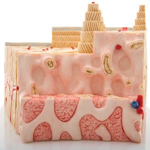 MicroAnatomie Botstructuur, 80x vergroot