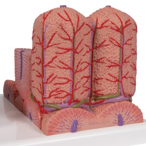 Micro-Anatomie van de Lever