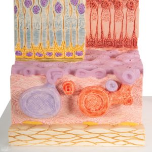Micro-anatomie Oog - Retina