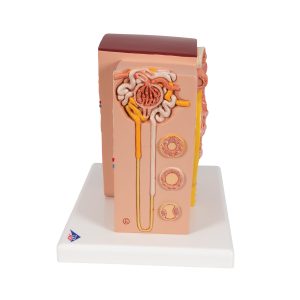 Micro-Anatomie van de Nier